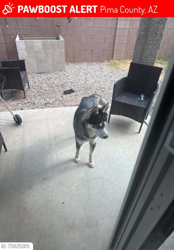 Lost Male Dog last seen Diablo village, Pima County, AZ 85757