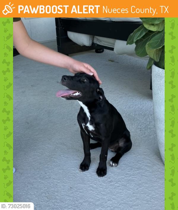 Found/Stray Female Dog last seen Crosstown expressway, Nueces County, TX 78415