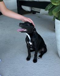 Found/Stray Female Dog last seen Crosstown expressway, Nueces County, TX 78415