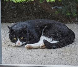 Found/Stray Male Cat last seen North Wales Rd and Barbara Drive, East Norriton Township, PA 19403