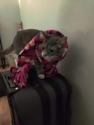 Lost Female Cat last seen Saluda and ross, Piedmont, SC 29673
