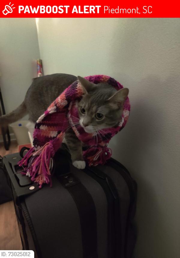 Lost Female Cat last seen Saluda and ross, Piedmont, SC 29673