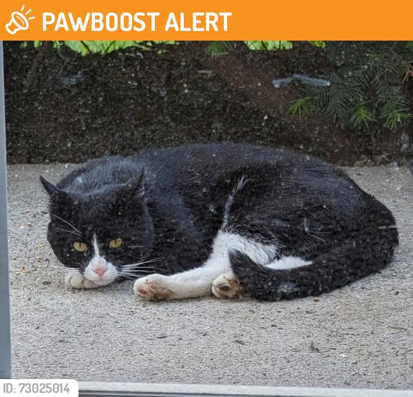 Found/Stray Male Cat last seen North Wales Rd and Barbara Drive, East Norriton Township, PA 19403