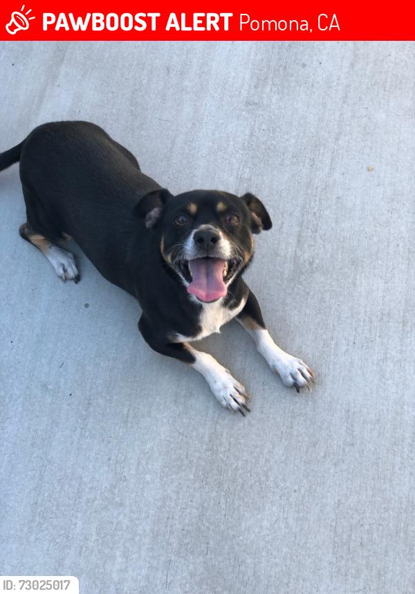 Lost Male Dog last seen Dudley and Viola pl, Pomona, CA 91799