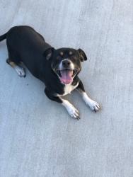Lost Male Dog last seen Dudley and Viola pl, Pomona, CA 91799