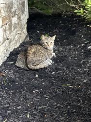 Reunited Female Cat last seen Crown Pointe Drive Stow, Stow, OH 44224