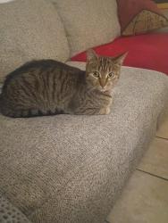 Lost Female Cat last seen 4th s.e and m, Auburn, WA 98002