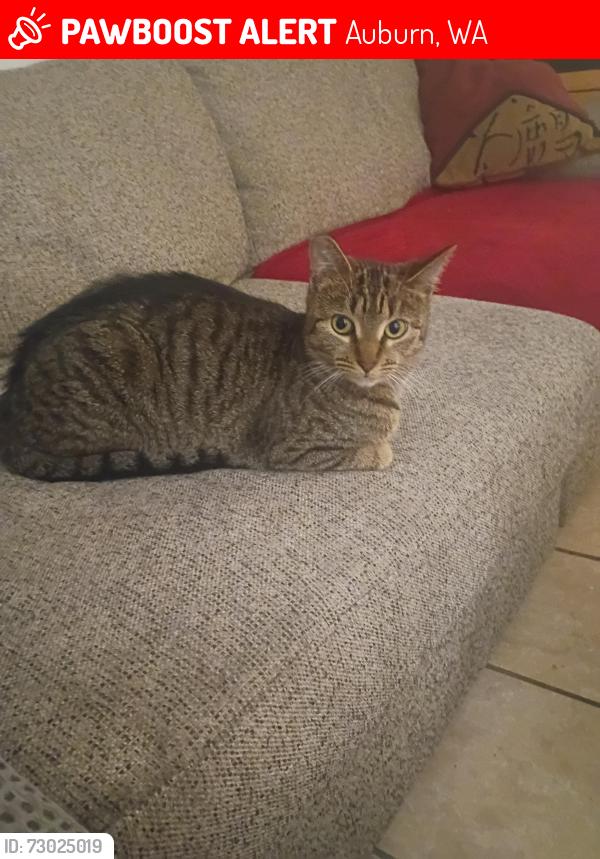 Lost Female Cat last seen 4th s.e and m, Auburn, WA 98002