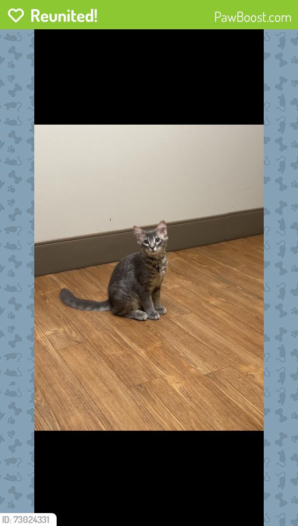 Reunited Male Cat last seen Proctor and Bliss, Sarasota, FL 34233