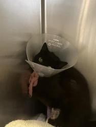 Shelter Stray Female Cat last seen Near BLK GARDENIA, 7700 E Spring St, Long Beach, CA 90815, USA