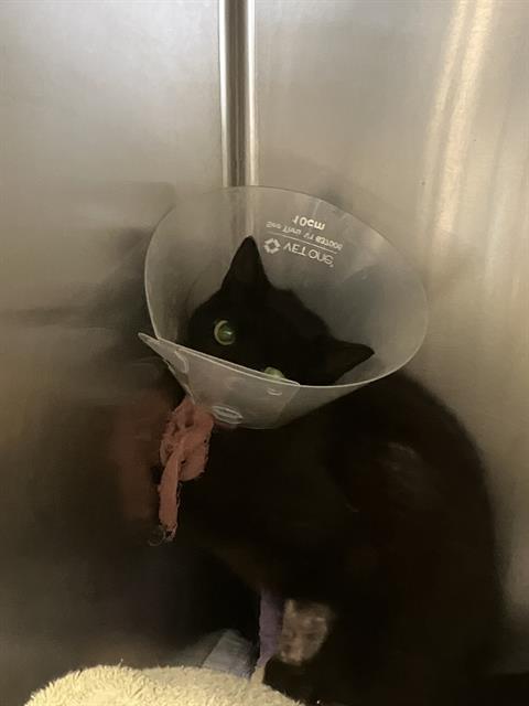 Shelter Stray Female Cat last seen Near BLK GARDENIA, 7700 E Spring St, Long Beach, CA 90815, USA