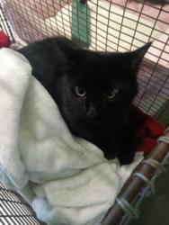 Shelter Stray Female Cat last seen , 1850 W 60th St, Los Angeles, CA 90047, USA