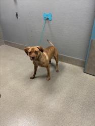 Shelter Stray Female Dog last seen , 655 N Mojave Rd, Las Vegas, NV 89101, USA