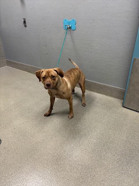 Shelter Stray Female Dog last seen , 655 N Mojave Rd, Las Vegas, NV 89101, USA
