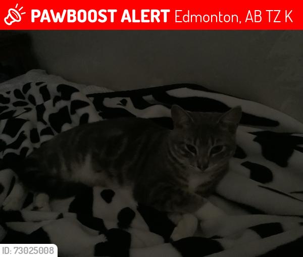 Lost Male Cat last seen Harry, Edmonton, AB T5Z 3K2