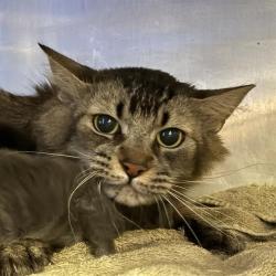 Shelter Stray Female Cat last seen , 655 N Mojave Rd, Las Vegas, NV 89101, USA