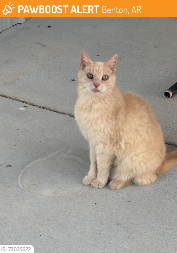 Found/Stray Female Cat last seen Hwy 298, Benton, AR 72019