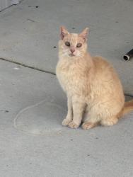 Found/Stray Female Cat last seen Hwy 298, Benton, AR 72019