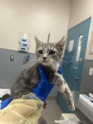 Shelter Stray Male Cat last seen Near BLOCK NETTIE AVE, LAS VEGAS NV 89110, 655 N Mojave Rd, Las Vegas, NV 89101, USA