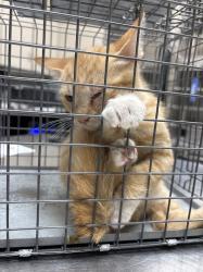 Shelter Stray Male Cat last seen Near BLOCK TULLY AVE, LAS VEGAS NV 89110, 655 N Mojave Rd, Las Vegas, NV 89101, USA