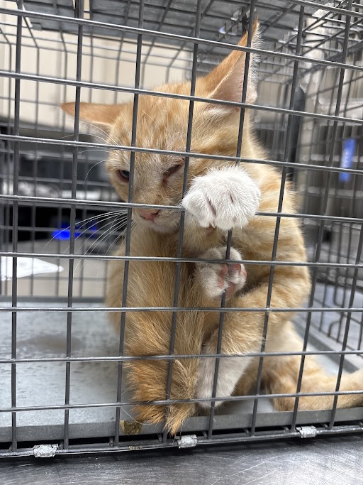 Shelter Stray Male Cat last seen Near BLOCK TULLY AVE, LAS VEGAS NV 89110, 655 N Mojave Rd, Las Vegas, NV 89101, USA