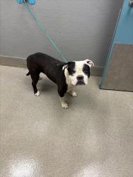 Shelter Stray Male Dog last seen Near BLOCK KRISSYLOUISE WAY, LAS VEGAS NV 89121, 655 N Mojave Rd, Las Vegas, NV 89101, USA