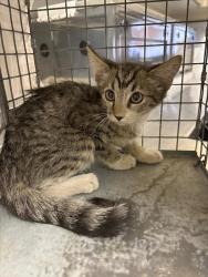 Shelter Stray Female Cat last seen Near BLK S YALE ST, LAS VEGAS NV 89107, 655 N Mojave Rd, Las Vegas, NV 89101, USA