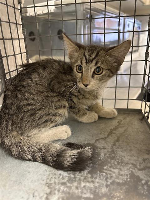 Shelter Stray Female Cat last seen Near BLK S YALE ST, LAS VEGAS NV 89107, 655 N Mojave Rd, Las Vegas, NV 89101, USA