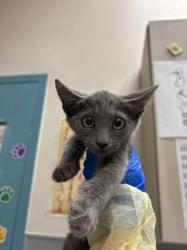 Shelter Stray Female Cat last seen Near BLK S YALE ST, LAS VEGAS NV 89107, 655 N Mojave Rd, Las Vegas, NV 89101, USA