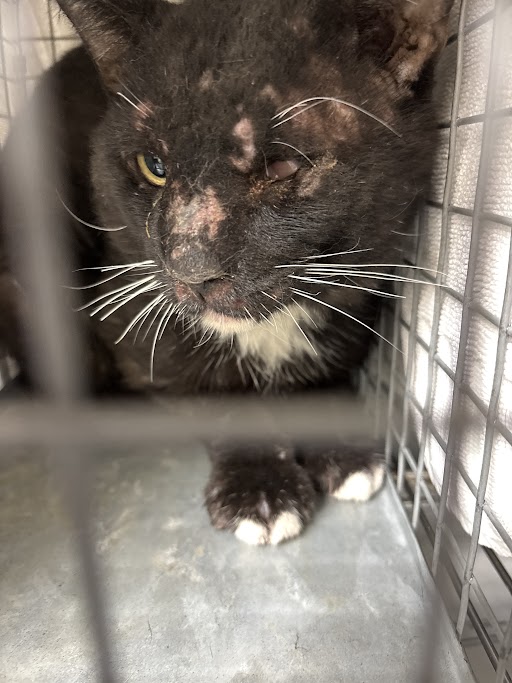 Shelter Stray Male Cat last seen Near BLK NATURAL GLASS DR, 655 N Mojave Rd, Las Vegas, NV 89101, USA