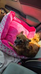 Lost Female Dog last seen Lauel Canyon and Maclay st., Los Angeles, CA 91606