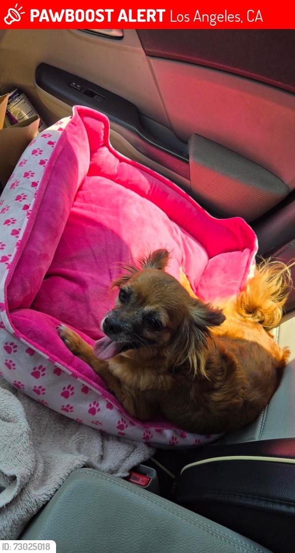 Lost Female Dog last seen Lauel Canyon and Maclay st., Los Angeles, CA 91606