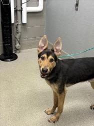 Shelter Stray Male Dog last seen Near BLOCK ALGONQUIN DR, LAS VEGAS NV 89119, 655 N Mojave Rd, Las Vegas, NV 89101, USA