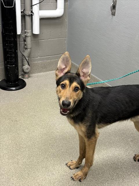 Shelter Stray Male Dog last seen Near BLOCK ALGONQUIN DR, LAS VEGAS NV 89119, 655 N Mojave Rd, Las Vegas, NV 89101, USA