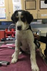 Shelter Stray Female Dog last seen Near BLOCK 61ST ST, JURUPA VALLEY, CA, 6851 Van Buren Boulevard, Jurupa Valley, CA 92509, USA