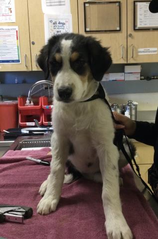 Shelter Stray Female Dog last seen Near BLOCK 61ST ST, JURUPA VALLEY, CA, 6851 Van Buren Boulevard, Jurupa Valley, CA 92509, USA