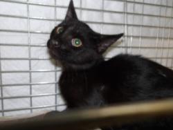 Shelter Stray Female Cat last seen , 11361 W Pico Blvd, Los Angeles, CA 90064, USA