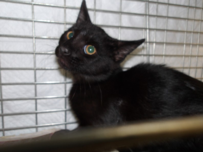 Shelter Stray Female Cat last seen , 11361 W Pico Blvd, Los Angeles, CA 90064, USA