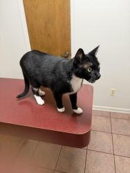 Found/Stray Male Cat last seen Stone Mountain Drive and Hogan Drive, Conroe, TX 77302