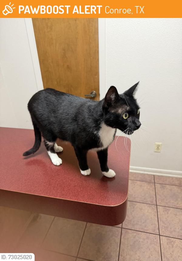 Found/Stray Male Cat last seen Stone Mountain Drive and Hogan Drive, Conroe, TX 77302