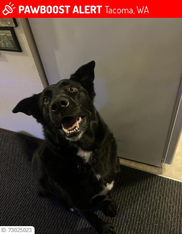 Lost Male Dog last seen Hosmer , Tacoma, WA 98445