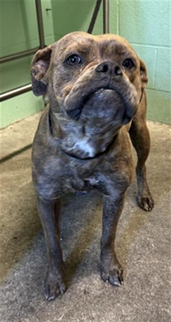 Shelter Stray Female Dog last seen BECKET WY & CALLE ROYAL WAY, 2127 Front St, Sacramento, CA 95818, USA