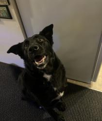 Lost Male Dog last seen Hosmer , Tacoma, WA 98445