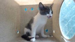 Shelter Stray Female Cat last seen , 11258 Garfield Ave, Downey, CA 90242, USA