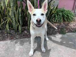 Shelter Stray Male Dog last seen HILLS RANCH RD, 5821 Sweetwater Rd, Bonita, CA 91902, USA