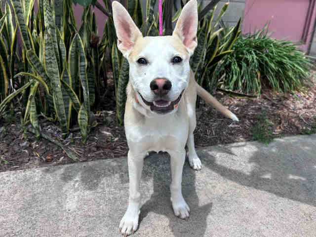 Shelter Stray Male Dog last seen HILLS RANCH RD, 5821 Sweetwater Rd, Bonita, CA 91902, USA