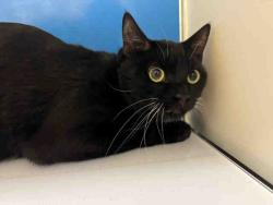Shelter Stray Male Cat last seen , 5821 Sweetwater Rd, Bonita, CA 91902, USA