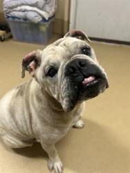 Shelter Stray Male Dog last seen BERRY T AND MT VERNON ST, 130 Beyer Way, Chula Vista, CA 91911, USA