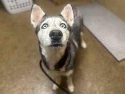 Shelter Stray Female Dog last seen LAMAR PARK, 5821 Sweetwater Rd, Bonita, CA 91902, USA