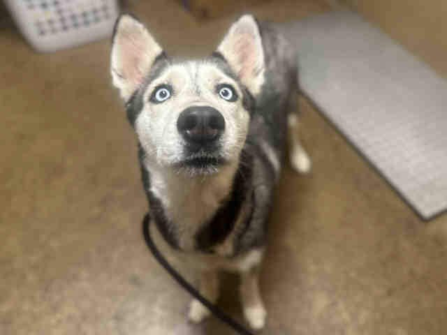 Shelter Stray Female Dog last seen LAMAR PARK, 5821 Sweetwater Rd, Bonita, CA 91902, USA